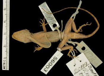 Media type: image;   Herpetology R-56003 Aspect: ventral